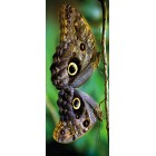 Deursticker 2 vlinders