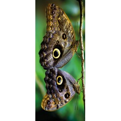 Deursticker 2 vlinders
