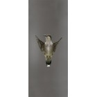 Deursticker Kolibri